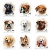 Dog Breeds Available May /june 2013