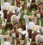 445 Green (alpacas)