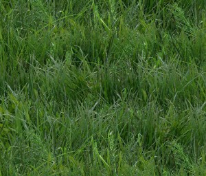 250 Green