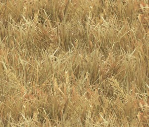 250 Wheat