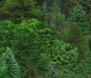176 Green -  existing pattern