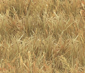 250 Wheat - existing pattern