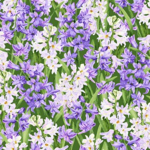 3565-001 Hillsdale-hyacinth