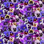ES561 PURPLE