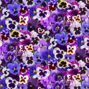 ES561 PURPLE