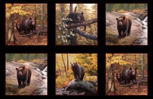 Ursus Americanus