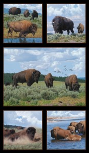 Where Buffaloes Roam