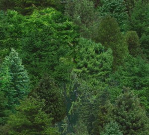 ES176 GREEN