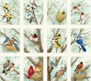 Beautiful Birds