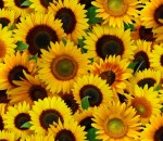 ES487 YELLOW
