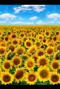Sunflowers
