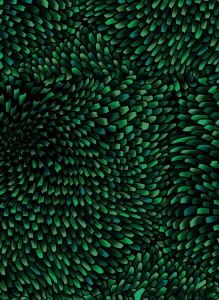 3584-006 Anemone-Peacock