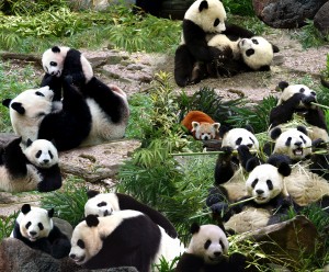 Panda Bears